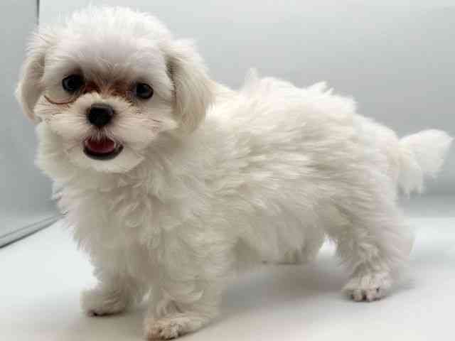 香川県のハーフ犬・ミックス犬 (ひごペットフレンドリーゆめタウン高松店/2025年7月20日生まれ/男の子/パーティーカラー)の子犬の3枚目の画像