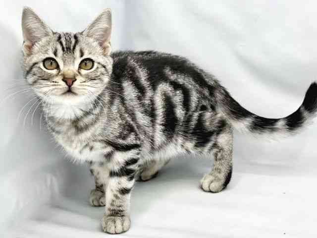 大阪府のアメリカンショートヘアー (ひごペットフレンドリーイトーヨーカドー津久野店/2025年7月21日生まれ/男の子/シルバータビー)の子猫の3枚目の画像