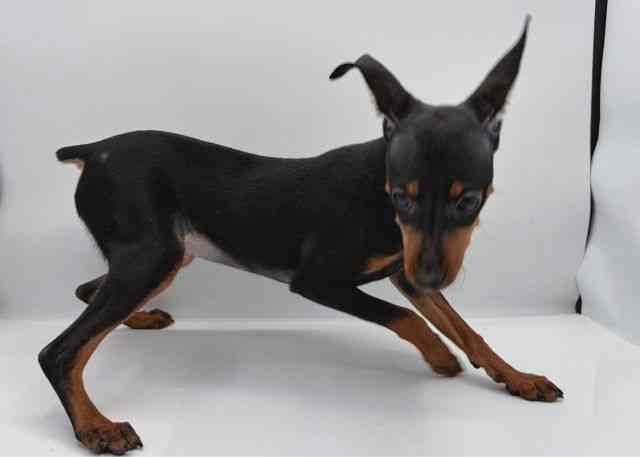 島根県のミニチュアピンシャー (ひごペットフレンドリーイオン松江ショッピングセンター店/2025年7月20日生まれ/女の子/ブラックタン)の子犬の3枚目の画像