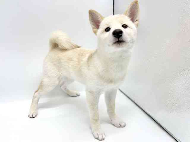 大阪府の柴犬(標準サイズ) (ひごペットフレンドリーイオンタウン豊中庄内店/2025年7月18日生まれ/男の子/白)の子犬の3枚目の画像