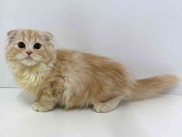 大阪府のスコティッシュフォールド (ひごペットフレンドリーベルファⅡ都島店/2025年7月20日生まれ/女の子/クリームタビーホワイト)の子猫の3枚目の画像