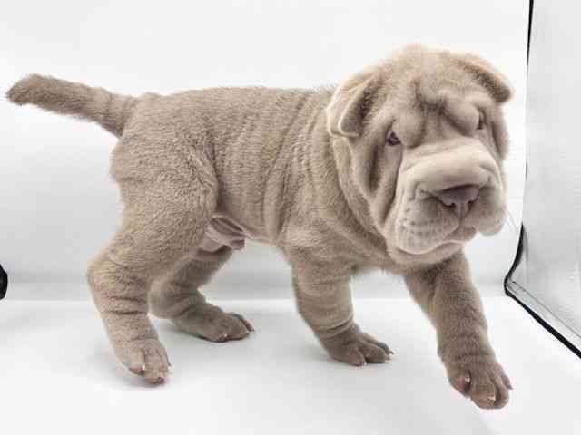 大阪府のシャーペイ (ひごペットフレンドリーららぽーとEXPOCITY店/2025年7月20日生まれ/男の子/イザベラ)の子犬の3枚目の画像