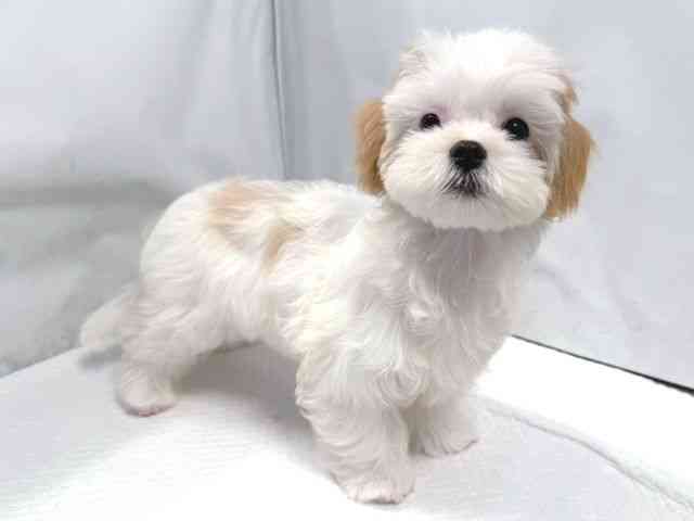 大阪府のハーフ犬・ミックス犬 (ひごペットフレンドリー堺プラットプラット店/2025年7月19日生まれ/男の子/レモンホワイト)の子犬の3枚目の画像