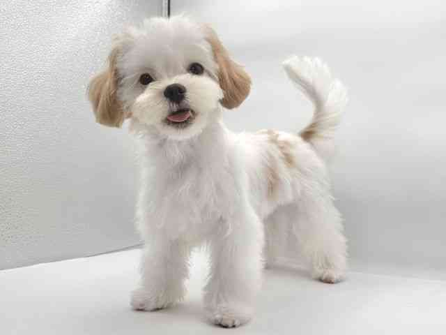 大阪府のマルズー/マルシーズ(マルチーズ×シーズー) (ひごペットフレンドリーイオンそよら海老江店/2025年7月19日生まれ/男の子/レモンホワイト)の子犬の3枚目の画像