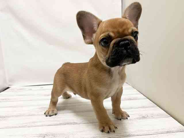 和歌山県のフレンチブルドッグ (ひごペットフレンドリーパームシティ和歌山店/2025年7月20日生まれ/男の子/フォーン)の子犬の3枚目の画像