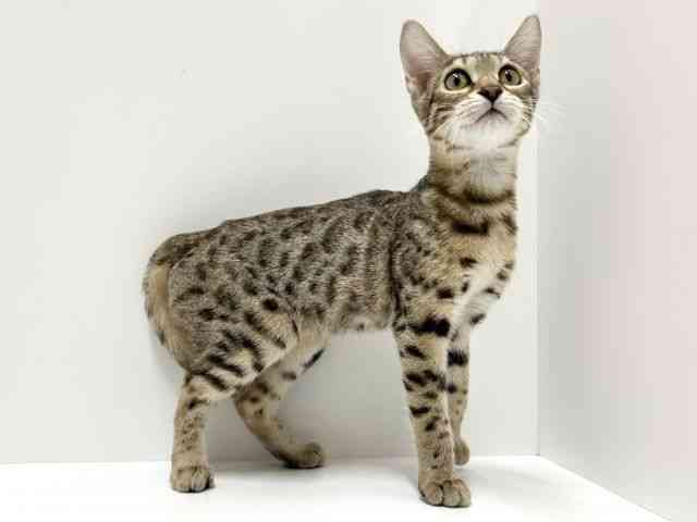 愛知県のベンガル (ひごペットフレンドリーららぽーと名古屋みなとアクルス店/2025年7月19日生まれ/女の子/ブラウンスポットタビー)の子猫の3枚目の画像