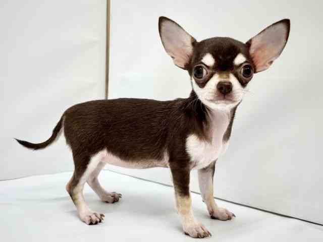 大阪府のチワワ(スムース) (ひごペットフレンドリーイオンタウン茨木太田店/2025年7月21日生まれ/女の子/チョコレートクリーム)の子犬の3枚目の画像