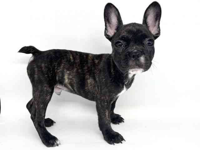 大阪府のフレンチブルドッグ (ひごペットフレンドリー瓜破店/2025年7月19日生まれ/男の子/ブリンドル)の子犬の3枚目の画像