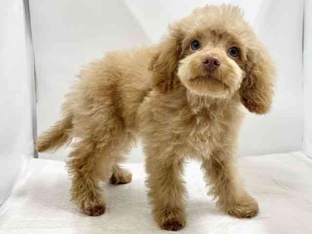 高知県のトイプードル(トイ) (ひごペットフレンドリーイオンモール高知店/2025年7月22日生まれ/男の子/アプリコット)の子犬の3枚目の画像