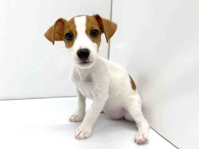 兵庫県のジャックラッセルテリア (ひごペットフレンドリーコロワ甲子園店/2025年7月22日生まれ/女の子/タンホワイト)の子犬の3枚目の画像