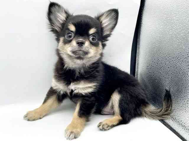 奈良県のチワワ(ロング) (ひごペットフレンドリートナリエ大和高田店/2025年7月21日生まれ/男の子/ブラックタン)の子犬の3枚目の画像