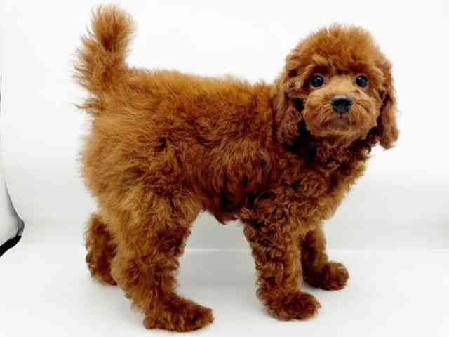 兵庫県のトイプードル(トイ) (ひごペットフレンドリーコロワ甲子園店/2025年7月17日生まれ/男の子/レッド)の子犬の3枚目の画像