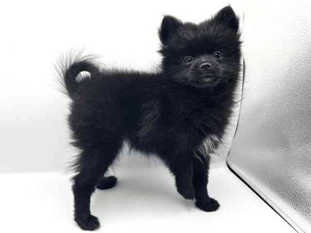 京都府のポメラニアン (ひごペットフレンドリーイオンモール高の原店/2025年7月22日生まれ/女の子/ブラック)の子犬の3枚目の画像