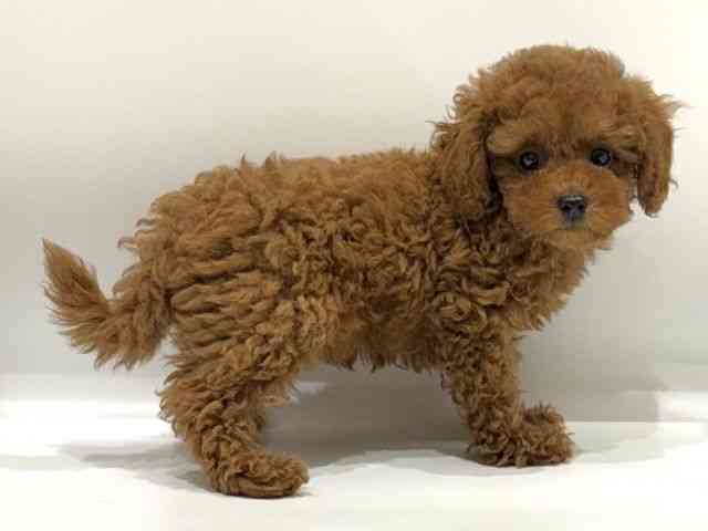 愛知県のトイプードル(トイ) (ひごペットフレンドリーヴィアモール アピタ江南西店/2025年7月21日生まれ/女の子/レッドフォーン)の子犬の3枚目の画像