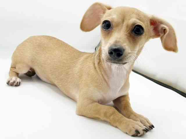 兵庫県のチワックス(チワワ×ダックス) (ひごペットフレンドリーコロワ甲子園店/2025年7月20日生まれ/女の子/レッド)の子犬の3枚目の画像