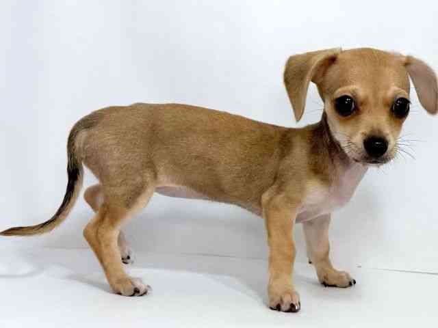 大阪府のチワックス(チワワ×ダックス) (ひごペットフレンドリーイオンそよら海老江店/2025年7月20日生まれ/女の子/レッド)の子犬の3枚目の画像