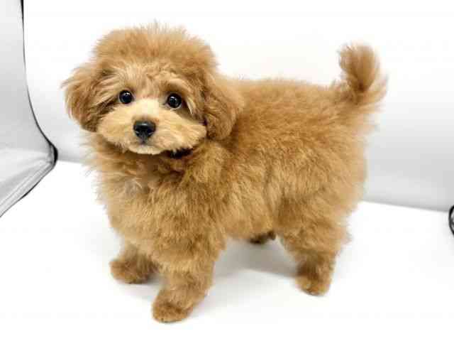 大阪府のトイプードル(トイ) (ひごペットフレンドリーイオンタウン豊中庄内店/2025年7月22日生まれ/男の子/レッド)の子犬の3枚目の画像