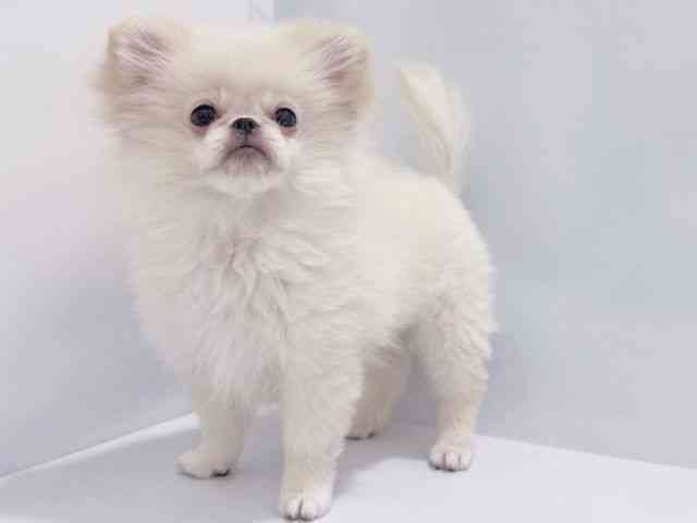 大阪府のペキポメ/ポメペキ(ペキニーズ×ポメラニアン) (ひごペットフレンドリーイズミヤショッピングセンター千里丘店/2025年7月21日生まれ/男の子/ホワイト)の子犬の3枚目の画像