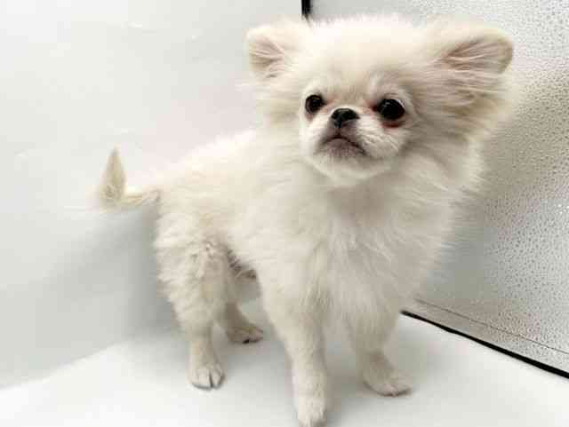 奈良県のペキポメ/ポメペキ(ペキニーズ×ポメラニアン) (ひごペットフレンドリートナリエ大和高田店/2025年7月21日生まれ/男の子/ホワイト)の子犬の3枚目の画像