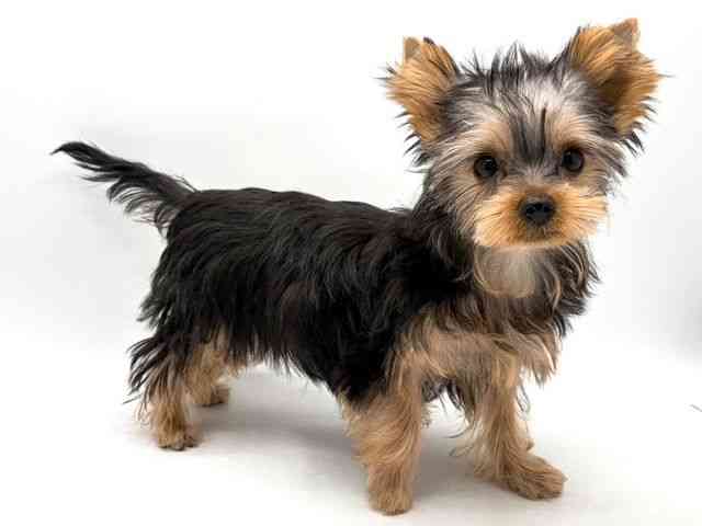 奈良県のヨークシャーテリア (ひごペットフレンドリー田原本店/2025年7月21日生まれ/男の子/スチールブルータン)の子犬の3枚目の画像