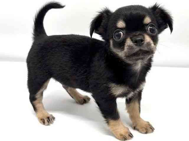 大阪府のチワワ(ロング) (ひごペットフレンドリーイオンタウン豊中庄内店/2025年7月20日生まれ/男の子/ブラックタン)の子犬の3枚目の画像