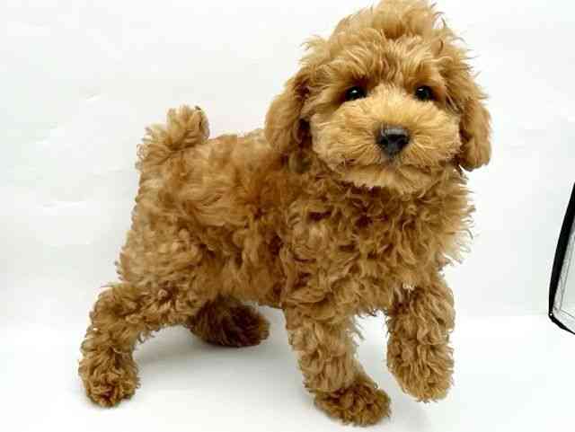 奈良県のトイプードル(トイ) (ひごペットフレンドリートナリエ大和高田店/2025年7月20日生まれ/男の子/レッド)の子犬の3枚目の画像