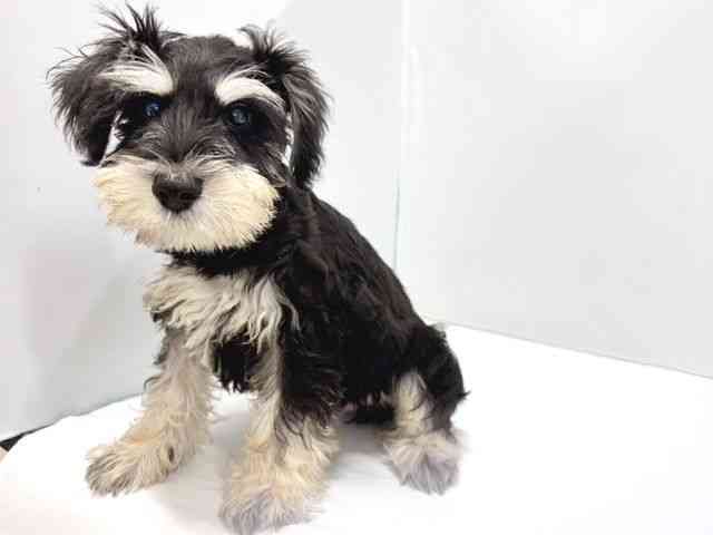 奈良県のミニチュアシュナウザー (ひごペットフレンドリー奈良パワーシティ店/2025年7月15日生まれ/男の子/ブラックシルバー)の子犬の3枚目の画像