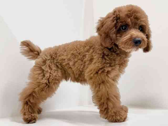 奈良県のトイプードル(トイ) (ひごペットフレンドリーイオンモール橿原ウエスト・ビレッジ店/2025年7月21日生まれ/男の子/レッド)の子犬の3枚目の画像