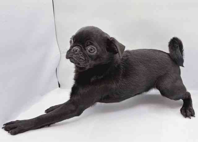 島根県のパグ (ひごペットフレンドリーイオン松江ショッピングセンター店/2025年7月22日生まれ/男の子/ブラック)の子犬の3枚目の画像