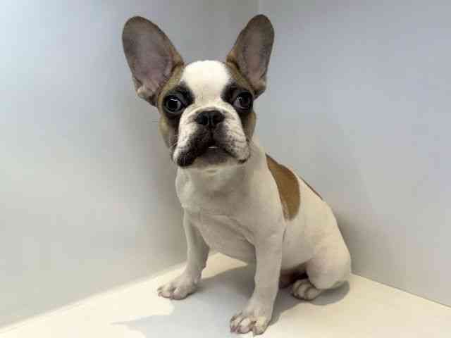 大阪府のフレンチブルドッグ (ひごペットフレンドリーセブンパーク天美店/2025年7月23日生まれ/男の子/パイド)の子犬の3枚目の画像