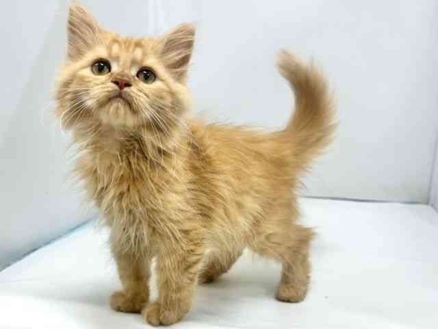 奈良県のサイベリアン (ひごペットフレンドリー奈良パワーシティ店/2025年7月6日生まれ/男の子/レッドタビー)の子猫の3枚目の画像