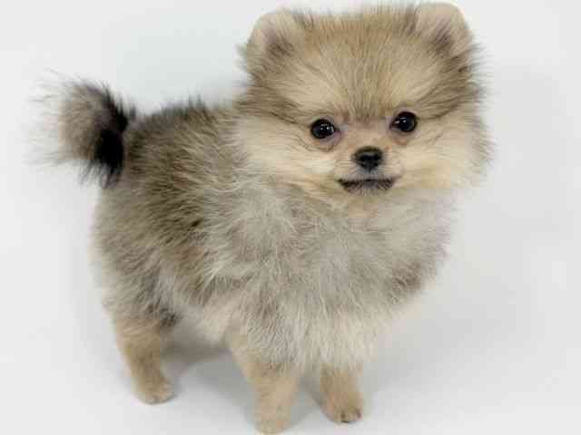 京都府のポメラニアン (ひごペットフレンドリーイズミヤショッピングセンター八幡店/2025年7月23日生まれ/男の子/クリームセーブル)の子犬の3枚目の画像