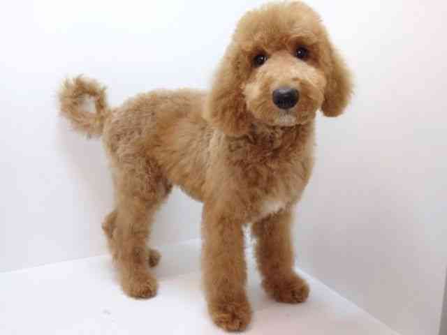 大阪府のスタンダードプードル (ひごペットフレンドリーいこらもーる泉佐野店/2025年7月21日生まれ/男の子/アプリコット)の子犬の3枚目の画像