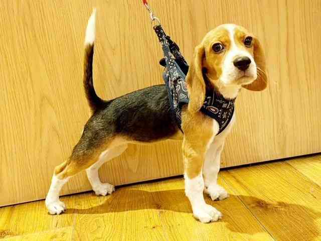 兵庫県のビーグル (ひごペットフレンドリーコロワ甲子園店/2025年7月23日生まれ/女の子/ブラックタンホワイト)の子犬の3枚目の画像