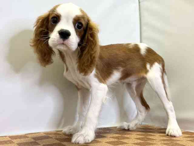 愛媛県のキャバリアキングチャールズスパニエル (ひごペットフレンドリーエミフルMASAKI店/2025年7月22日生まれ/男の子/ブレンハイム)の子犬の3枚目の画像