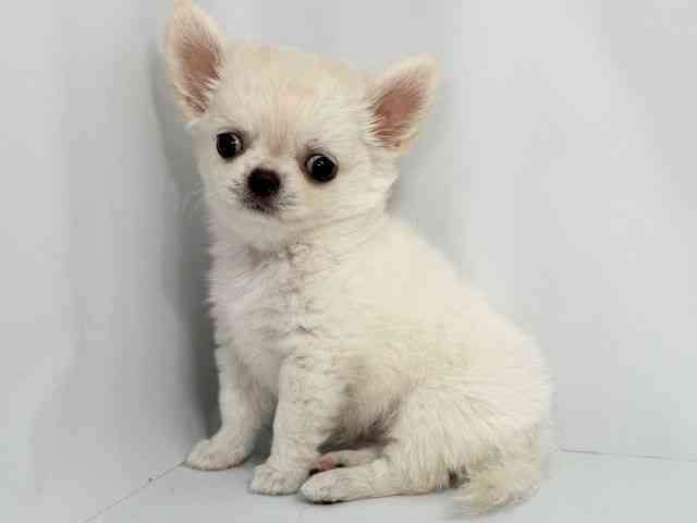 大阪府のチワワ(ロング) (ひごペットフレンドリーイオンそよら海老江店/2025年7月23日生まれ/女の子/クリーム)の子犬の3枚目の画像