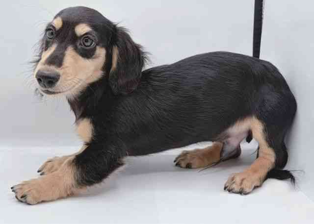 島根県のミニチュアダックスフンド(ロング) (ひごペットフレンドリーイオン松江ショッピングセンター店/2025年7月21日生まれ/男の子/ブラックタン)の子犬の3枚目の画像