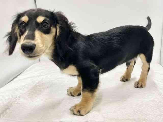 高知県のミニチュアダックスフンド(ロング) (ひごペットフレンドリーイオンモール高知店/2025年7月21日生まれ/男の子/ブラックタン)の子犬の3枚目の画像