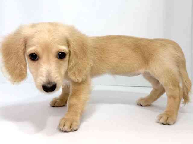 大阪府のミニチュアダックスフンド(ロング) (ひごペットフレンドリーイオンそよら海老江店/2025年7月21日生まれ/女の子/イエロー)の子犬の3枚目の画像