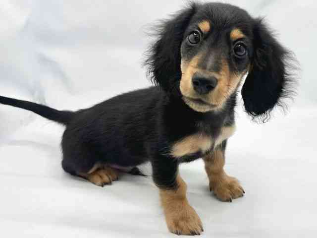 大阪府のミニチュアダックスフンド(ロング) (ひごペットフレンドリーイトーヨーカドー津久野店/2025年7月22日生まれ/男の子/ブラックタン)の子犬の3枚目の画像