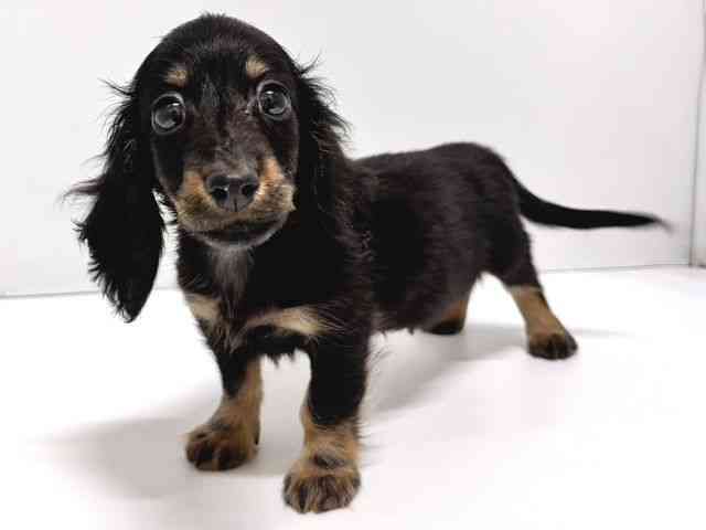 奈良県のミニチュアダックスフンド(ロング) (ひごペットフレンドリー奈良パワーシティ店/2025年7月22日生まれ/男の子/ブラックタン)の子犬の3枚目の画像