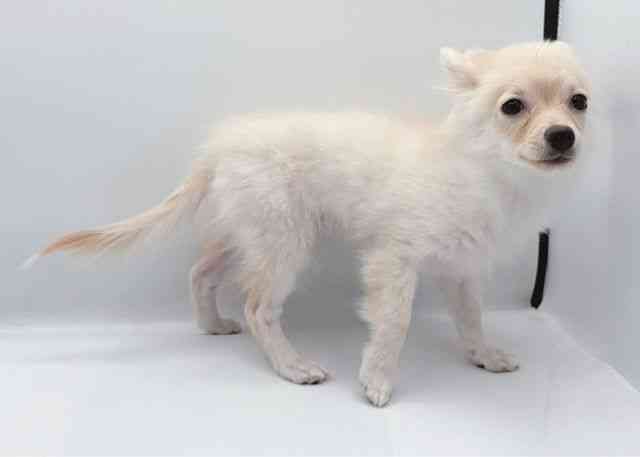 島根県のポメチワ/チワポメ/ポメチー(ポメラニアン×チワワ) (ひごペットフレンドリーイオン松江ショッピングセンター店/2025年7月21日生まれ/女の子/クリーム)の子犬の3枚目の画像