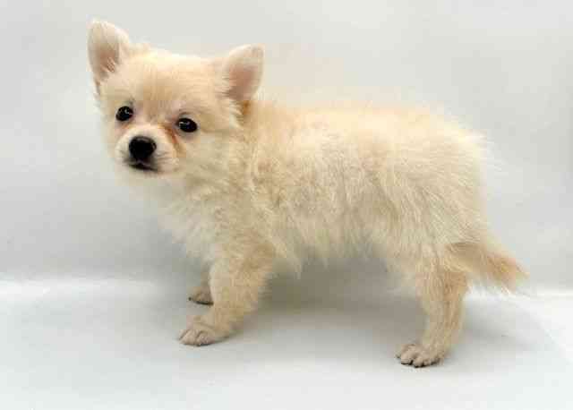 島根県のハーフ犬・ミックス犬 (ひごペットフレンドリーイオン松江ショッピングセンター店/2025年7月21日生まれ/女の子/クリーム)の子犬の3枚目の画像