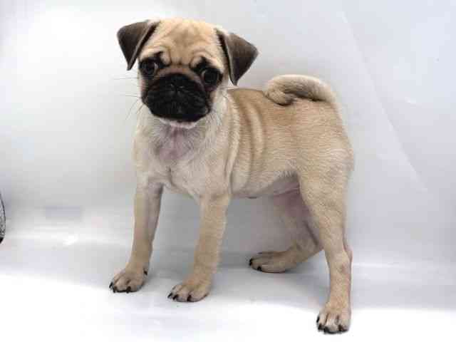 京都府のパグ (ひごペットフレンドリー京都店/2025年7月23日生まれ/女の子/フォーン)の子犬の3枚目の画像