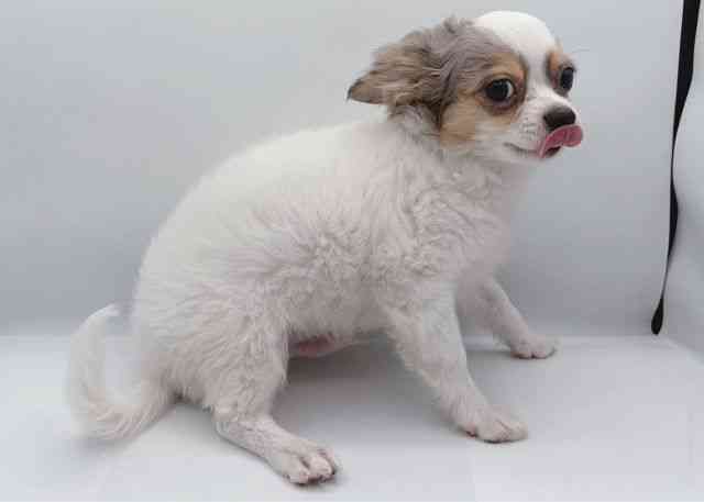 島根県のチワワ(ロング) (ひごペットフレンドリーイオン松江ショッピングセンター店/2025年7月24日生まれ/男の子/ブルーマールホワイト)の子犬の3枚目の画像