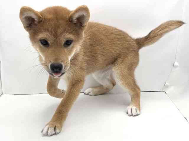 兵庫県の柴犬(標準サイズ) (ひごペットフレンドリークラウンパーク伊丹店/2025年7月24日生まれ/女の子/赤)の子犬の3枚目の画像