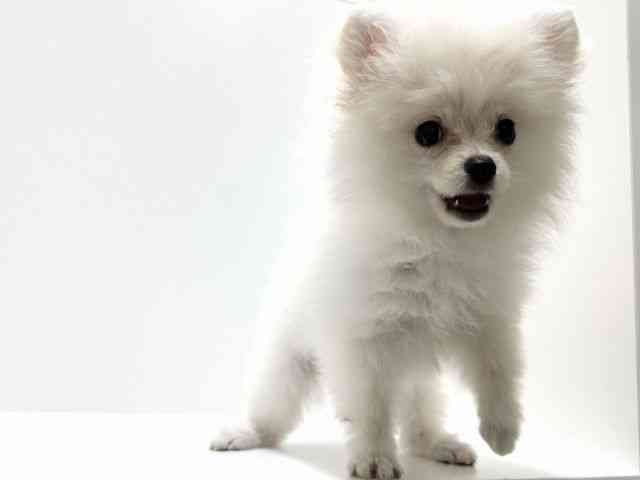 愛知県のポメラニアン (ひごペットフレンドリーららぽーと名古屋みなとアクルス店/2025年7月19日生まれ/男の子/クリーム)の子犬の3枚目の画像