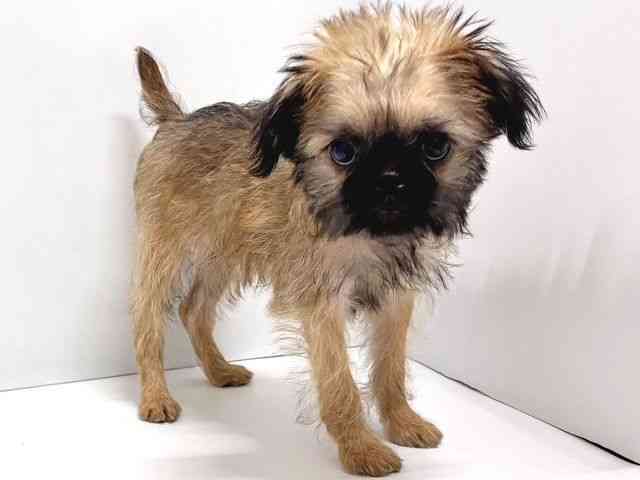 奈良県のブリュッセルグリフォン (ひごペットフレンドリー奈良パワーシティ店/2025年7月26日生まれ/男の子/レッド)の子犬の3枚目の画像