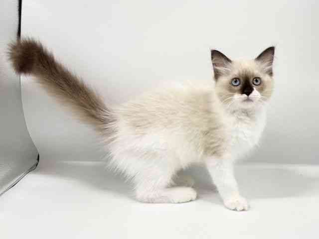 大阪府のラグドール (ひごペットフレンドリーイオンタウン豊中庄内店/2025年7月25日生まれ/女の子/シールポイントバイカラー)の子猫の3枚目の画像