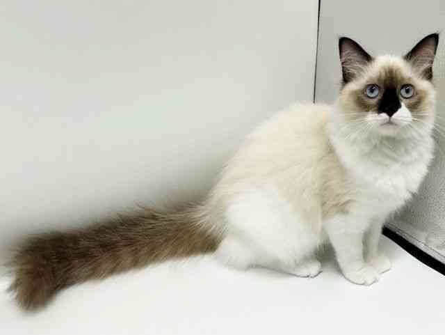 大阪府のラグドール (ひごペットフレンドリーイオンタウン豊中庄内店/2025年7月25日生まれ/女の子/シールポイントバイカラー)の子猫の3枚目の画像